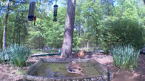 Cardinals at the bird bath