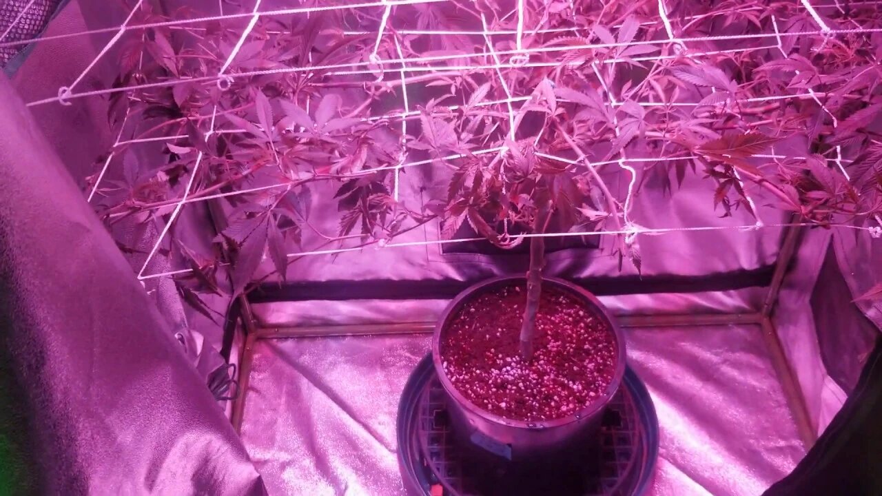 How I Scrog Cannabis : North Genetics Mr. Cruz Episode 2 Day Aftermath!