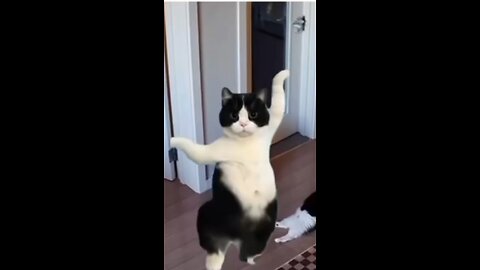 cat video dance