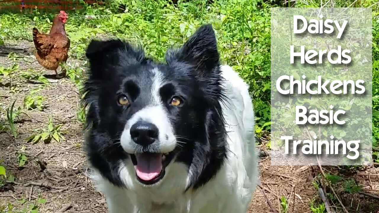 Teach Border Collie Daisy Dog to Herd Chickens - Basic Training