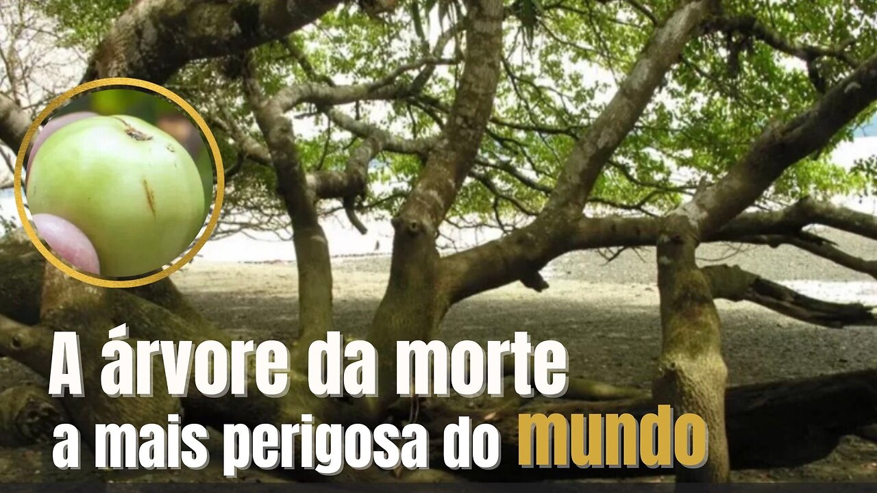 A árvore da morte a mais perigosa do mundo