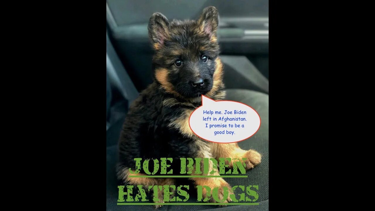 Joe Biden Hates Dogs.