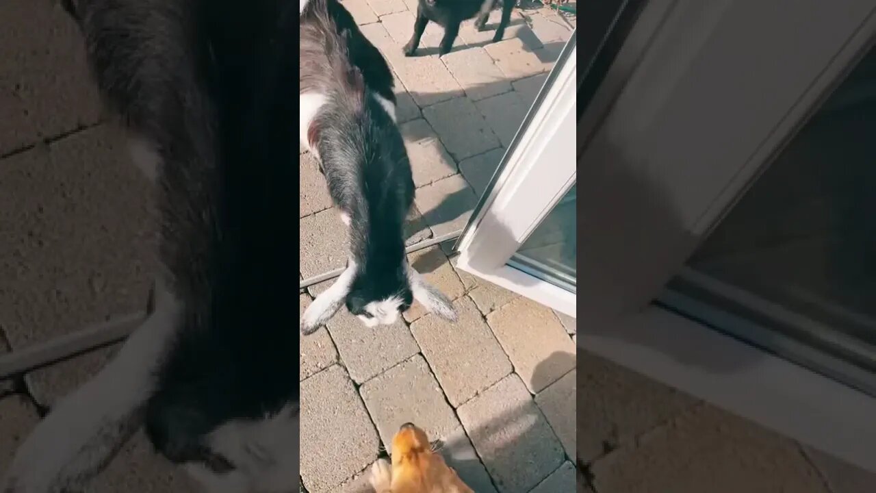 Everyone's gangsta until the bulldog shows