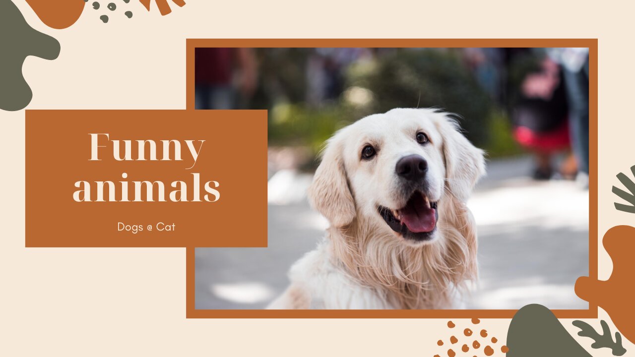Funny animals video.