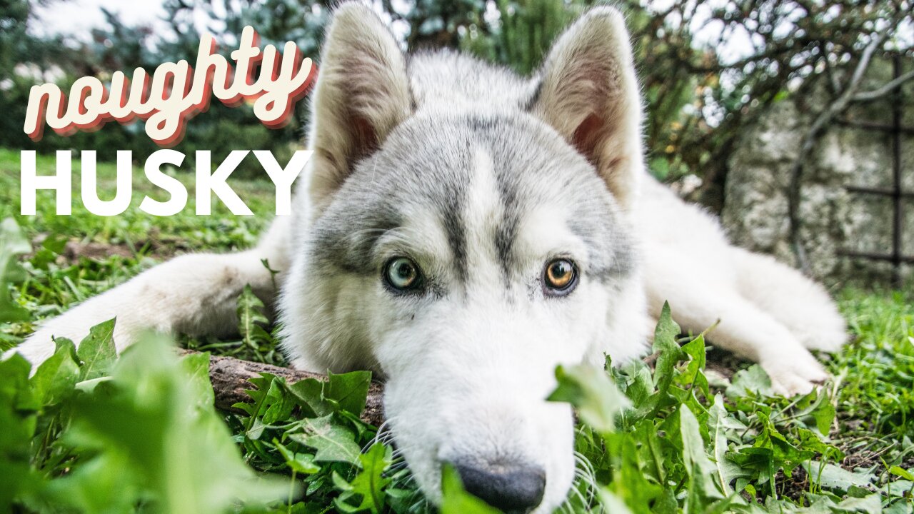 Beautiful Noughty Husky #rumbleviral #funnyanimal #trending