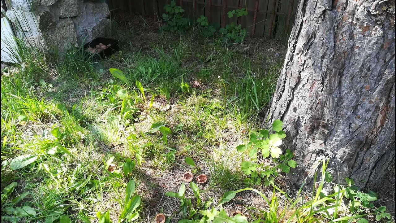 (1/2) Squirrel, little thief steals nuts