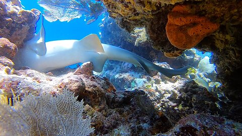 Molasses Nurse Sharks