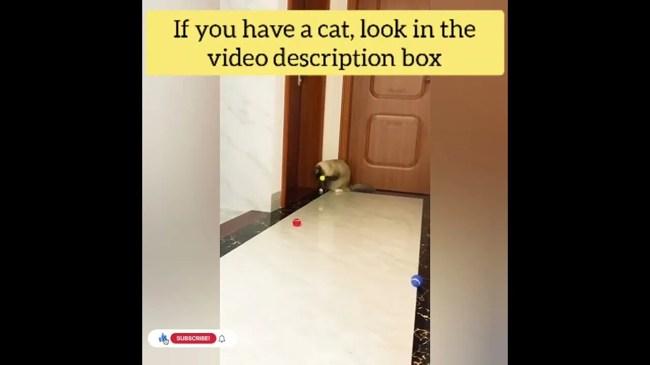 cute cat videos 😹 funny videos 😂131