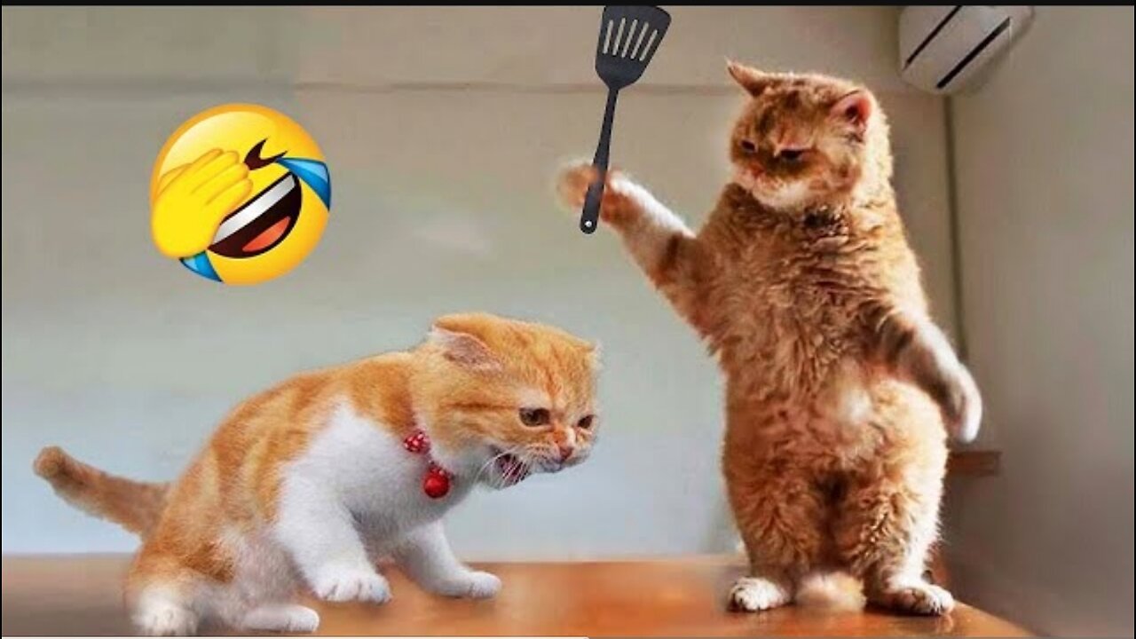 funniest animal 🤣 new funny cats and dogs video 😻🐶part