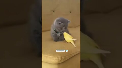 funny cat videos | cute cat videos| cute animals funny cats #shorts #shortsfunny #cutecat #funnycat