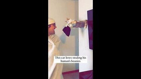 THIS CAT LOVES STEALING BEANIES