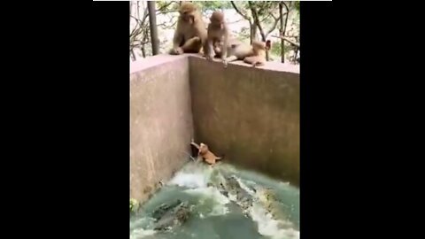 Monkeys are Risque her children to crocodile Attack.