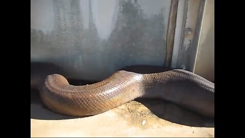 Very Long Snake
