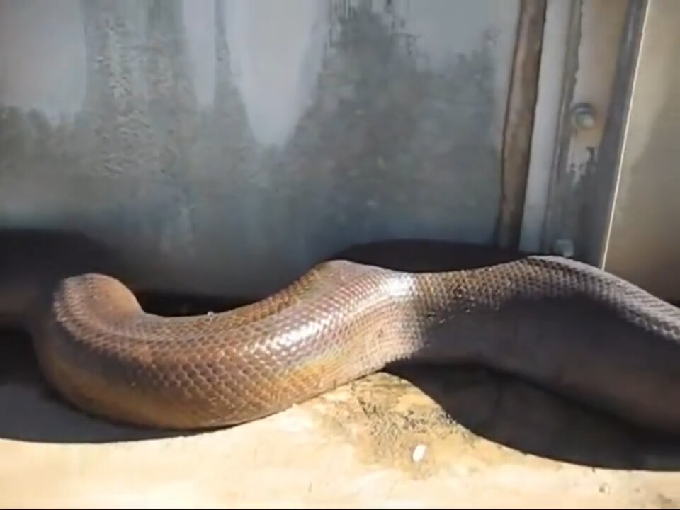 Very Long Snake