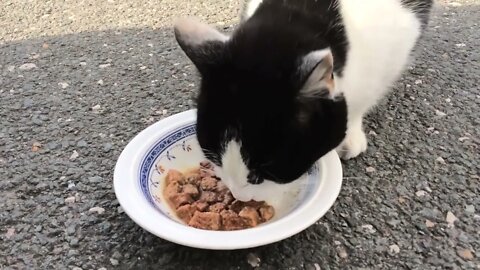 VÍDEO SEM DIREITOS AUTORAIS: Gato Vaguear Felino Animal Gatinho Natureza