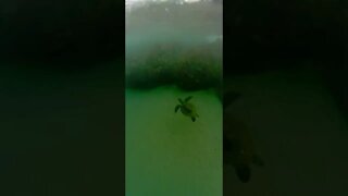 Turtle swimming