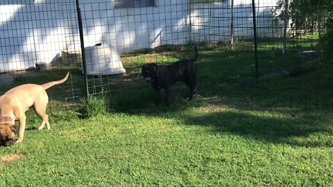 LonelyCreek Birger n willow.