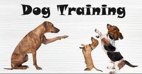 dog tranning