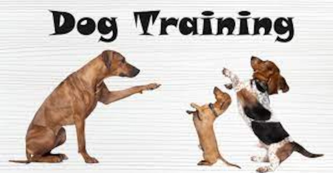 dog tranning