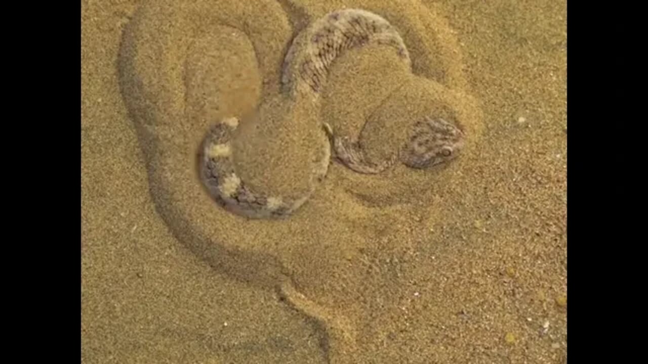 Sand Viper conceals itself to prepare for an ambush