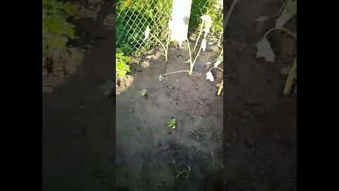 Garden & Clearing.(4)