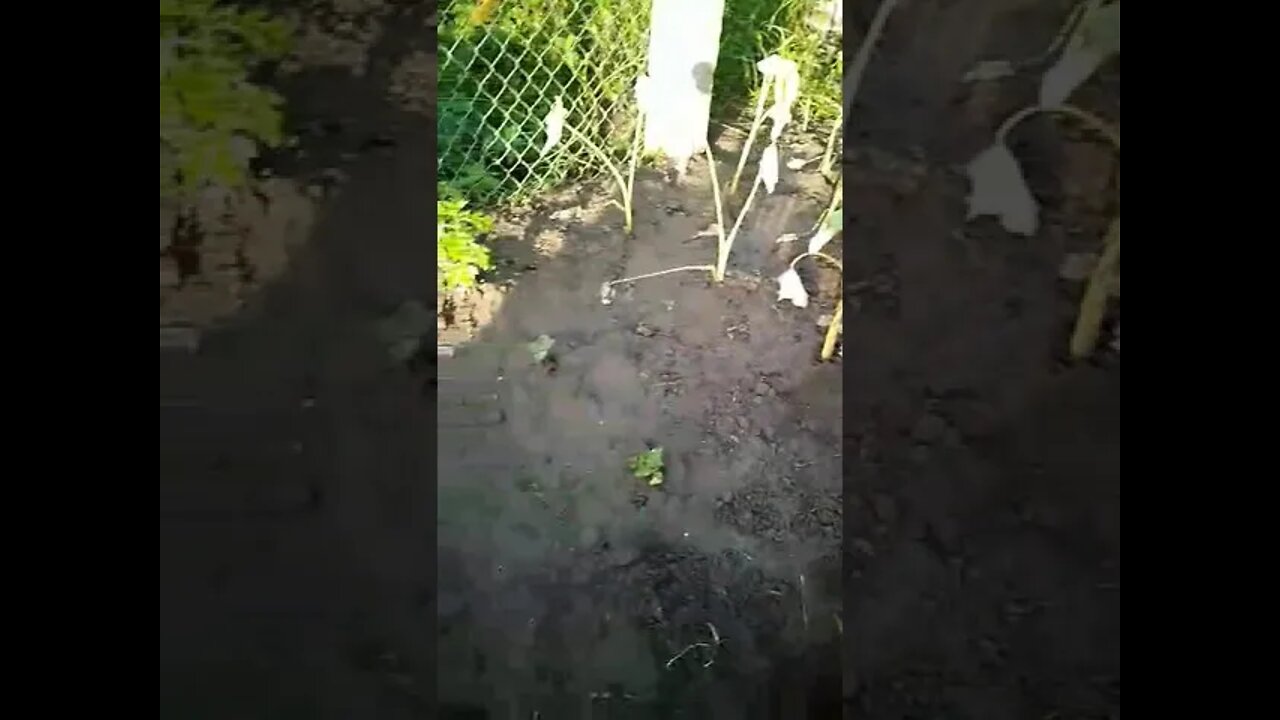 Garden & Clearing.(4)