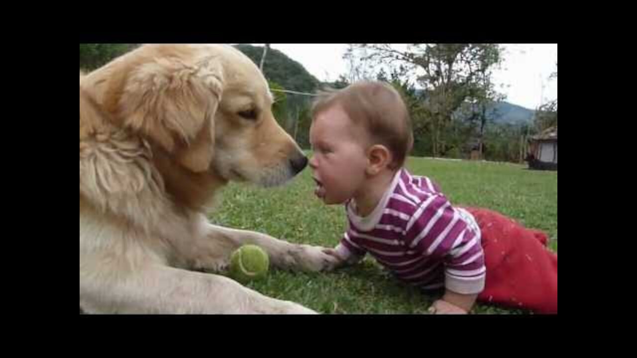 Dogs' attempt at hide and seek doesn’t go well Child hilariously appalled by her two dogs smooching