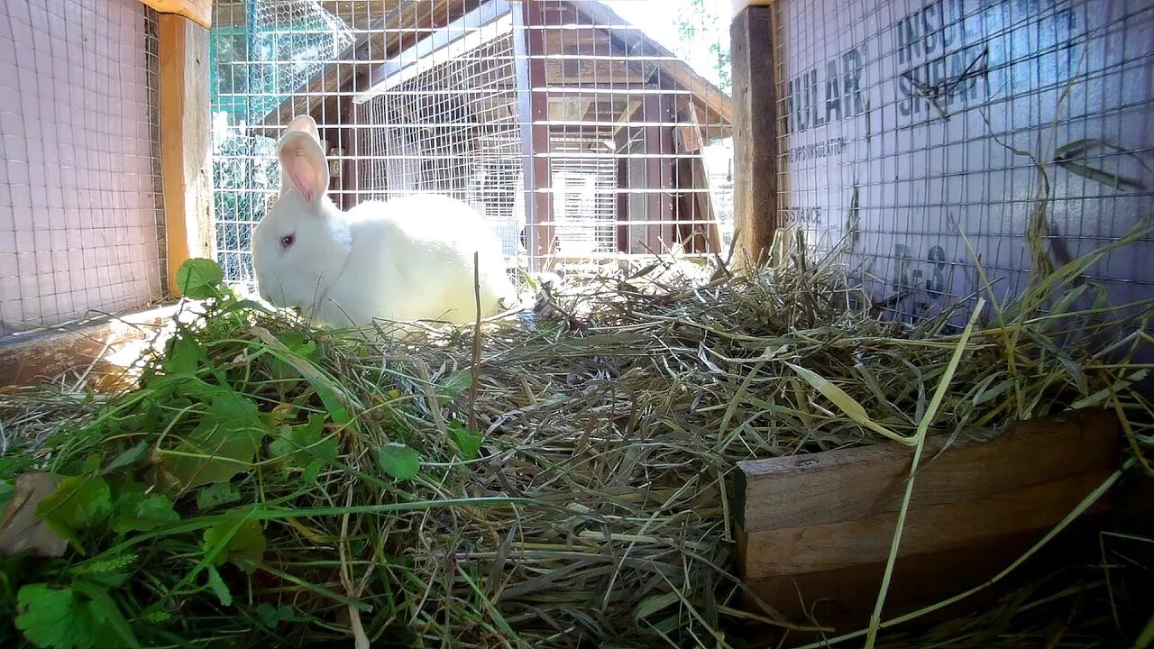 Shadow The Rabbit going nuts over the camera! Rabbit City