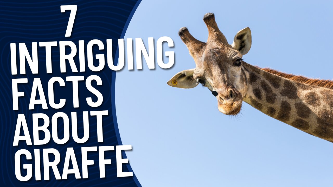 7 Intriguing Facts about Giraffe