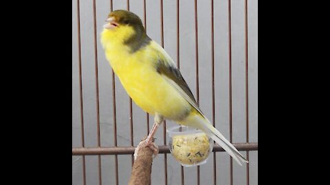 song canary