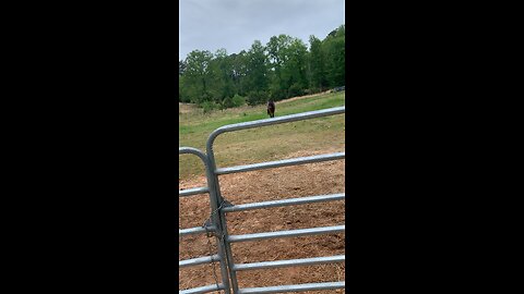 Pretty girl and her beaus