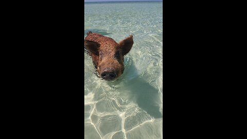 Bahamas Swimming With The Pigs