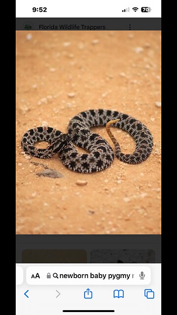 W.ild Baby Pigmy Rattlesnake in strike mode