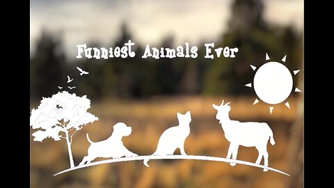 DARE NOT TO LAUGH | ANIMAL SHORTS | COMPILATION 001