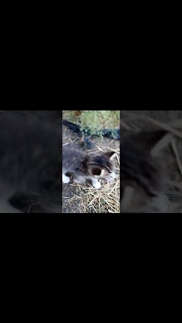 Little Tail Wobbles While Walking