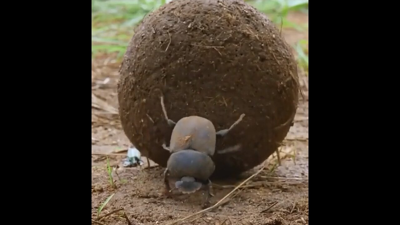 "Dung Beetles: Nature’s Clean-Up Crew"