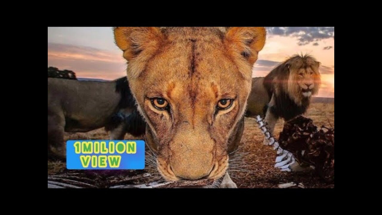 Two Lion animal Funny Video@😂#Short & #Shorts