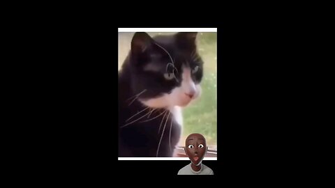 trynot to laugh funny cat video