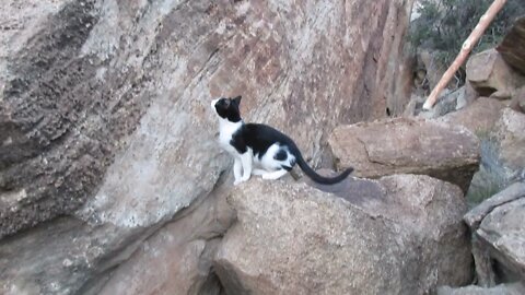 Our Cats #16: Awesome Rock Jumps by Cats