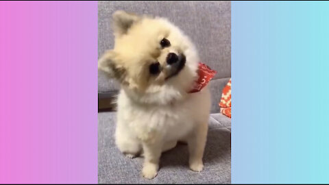 cute pets compilation 🐶