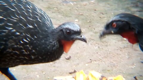 Jacu assustado com fome Jacuaçu, jacuguaçu, guans