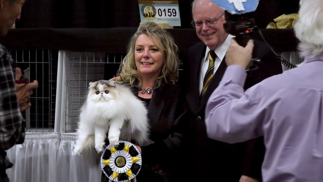 CFA International Cat Show 2022 - Best of the Best