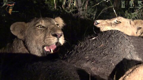 Mapogo Lion Bloodline With Another Buffalo To Eat