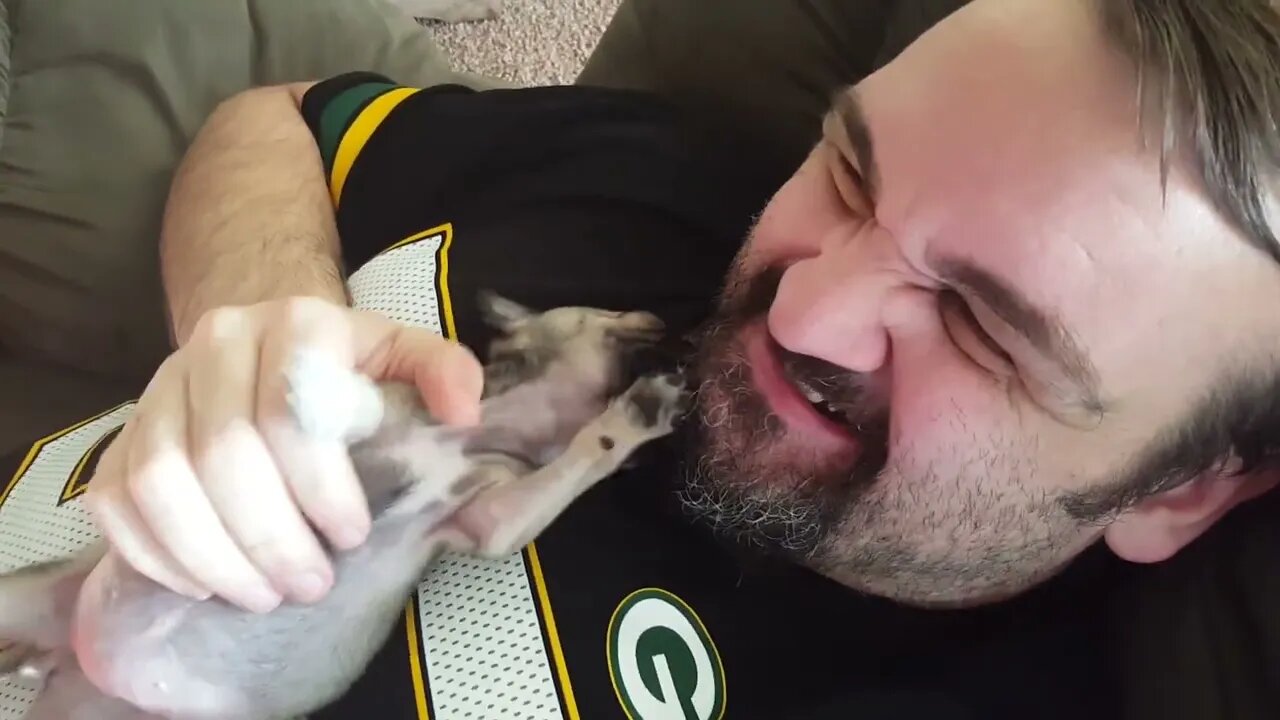 Chloe the Pug Chomping Mat's Beard