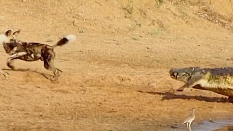 Crocodile Almost Catches Pack of Wild Dogs | World Wild Web