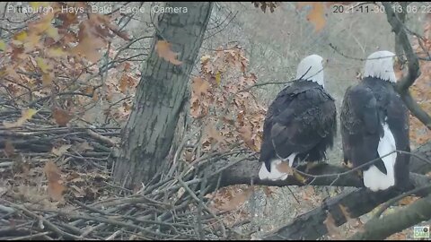 Hays Eagles Mom and Dad closeup of Mating on the branch of the nest 2021 11 30 1308