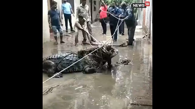 Gigantic Crocodile Sweeps into Residential Area During Rains in Uttar Pradesh I #viralvideo #viral