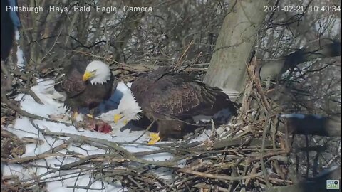 Hays Bald Eagle Dad flys by and brings Mom food gift 2021 02 21 10:40AM