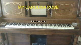 MY CAROLINA ROSE