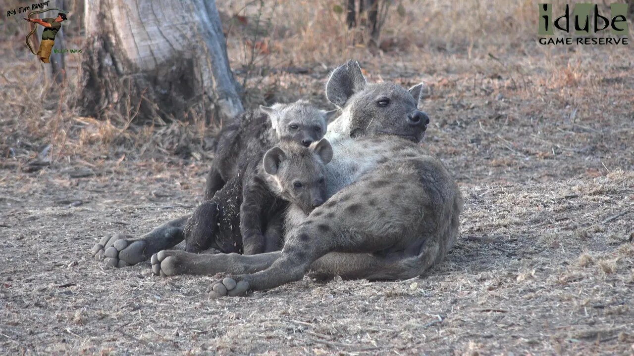 Watching Hyenas, Part 12